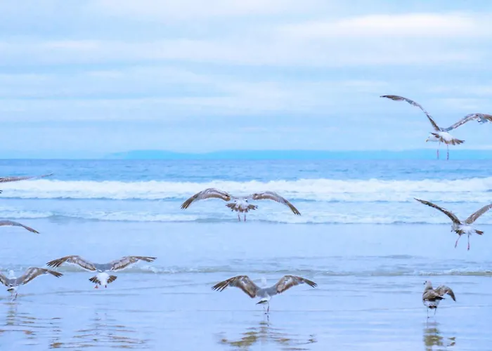 아파트 14 - Aan De Duinen, Aan Zee 칼란트소그